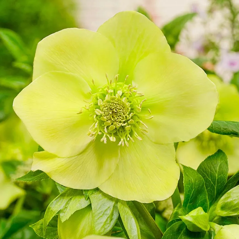 Pastel Perfection Wow!® Hellebore Collection