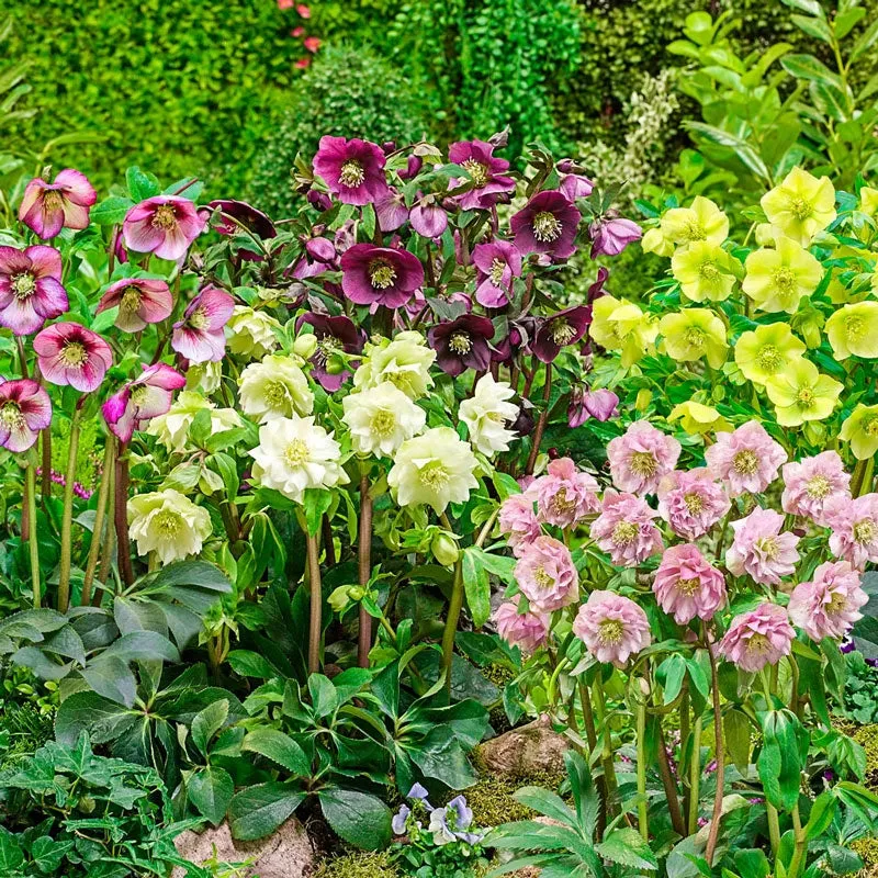 Pastel Perfection Wow!® Hellebore Collection