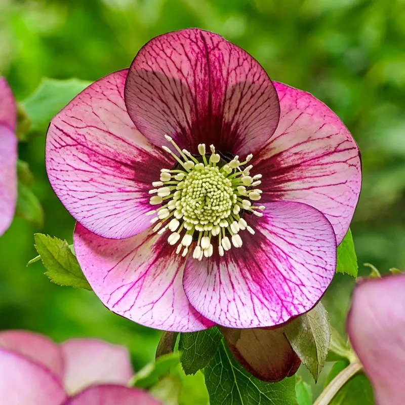 Pastel Perfection Wow!® Hellebore Collection